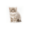 Коти